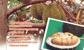 Penanaman Durian